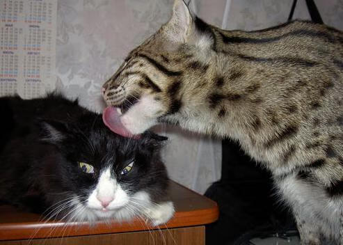 欧冠半决赛焦点战,雄鹿稳稳拿下浙江队